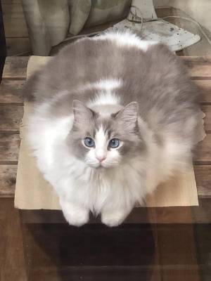 「暑さで溶けだした猫です」　８kgが溶ける姿に「ギャップがすごい」の声