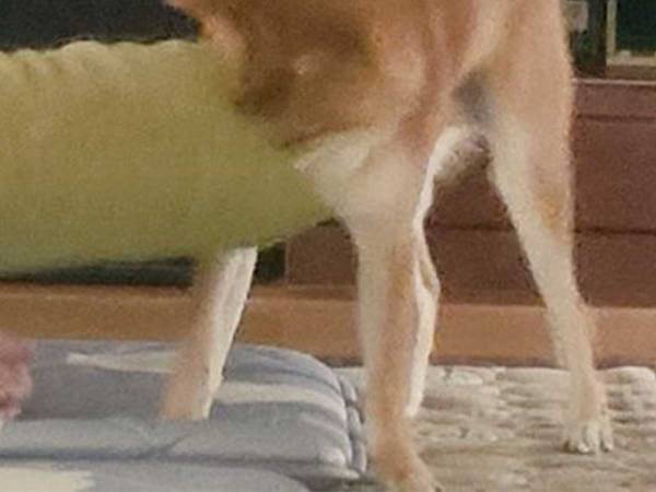 柴犬vs父親　クッションをめぐる闘いに「お茶吹き出した」「ガチすぎる」