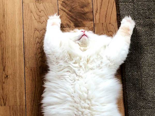 「念のための確認ですが、これは…」　床に転がっている謎の物体とは？