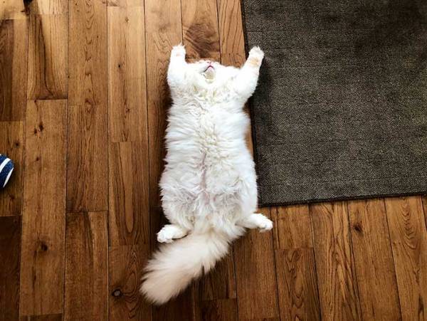 「念のための確認ですが、これは…」　床に転がっている謎の物体とは？