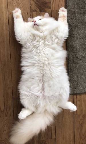 「念のための確認ですが、これは…」　床に転がっている謎の物体とは？