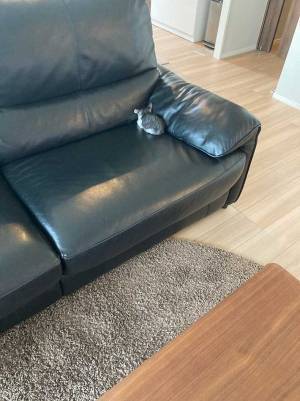 飼い主が掃除機をかけると？　子猫の行動に「かわいすぎて心臓がもたない」