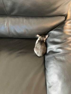 飼い主が掃除機をかけると？　子猫の行動に「かわいすぎて心臓がもたない」