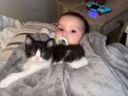 なぜか赤ちゃんの胸のあたりに寝そべる子猫　赤ちゃんを病院へ連れて行くと？
