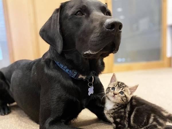 母親のいない子猫たちが保護された　すると先住犬が？　「ハートがとろけた」