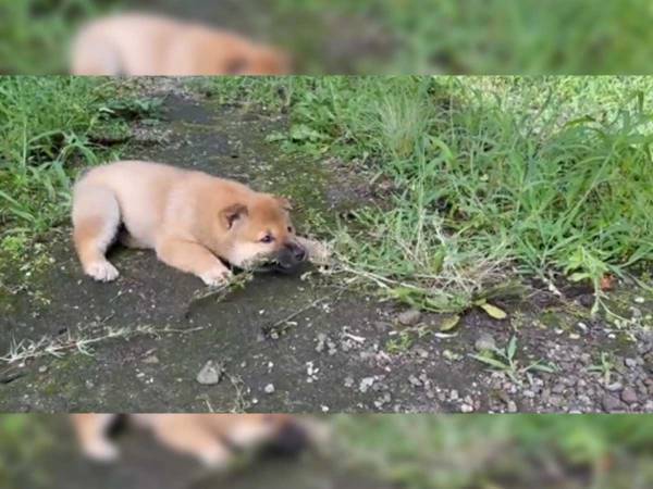 草むしりをしていたら…　そばにいた柴犬の行動に、１１万『いいね』！