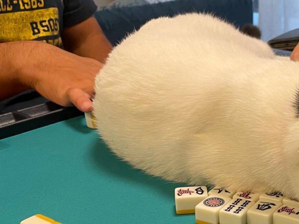 猫の行動に、飼い主「今はやめて！！」　その理由に笑う人が続出！