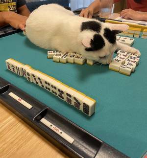 猫の行動に、飼い主「今はやめて！！」　その理由に笑う人が続出！