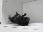 黒猫の写真に、２３万人が大笑い！　「可愛すぎる」「漫画みたい」
