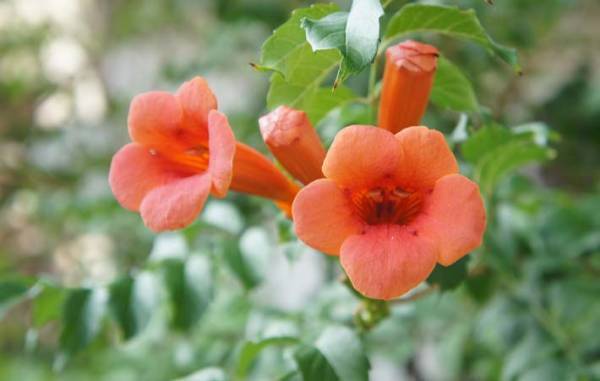 強い夏の日差しの下で、逞しく咲く『カンナ』の花　その驚くべき強靭さ