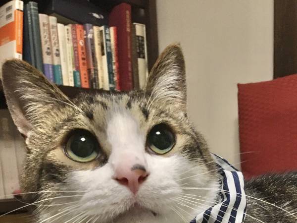 意外と違和感がない！？　猫の毛で作ったカツラ４種類をご覧ください