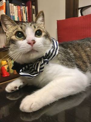 意外と違和感がない！？　猫の毛で作ったカツラ４種類をご覧ください