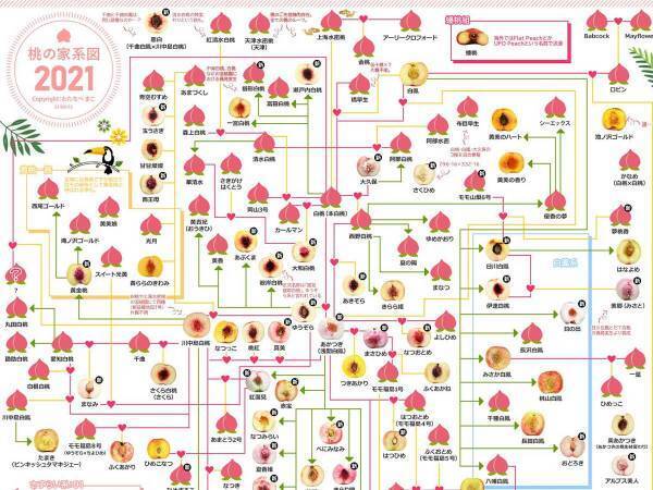 これを持って果物店に行きたい！ 膨大な桃の家系図に驚き