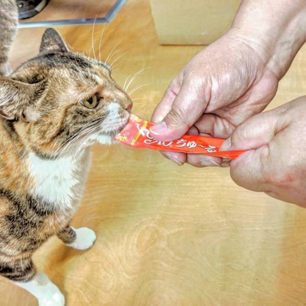 猫が大好きな佐川急便の配達員　荷物を届けに来ると…『ほほ笑ましい光景』がこちら