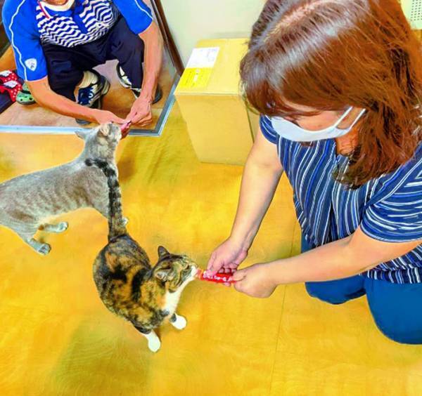 猫が大好きな佐川急便の配達員　荷物を届けに来ると…『ほほ笑ましい光景』がこちら