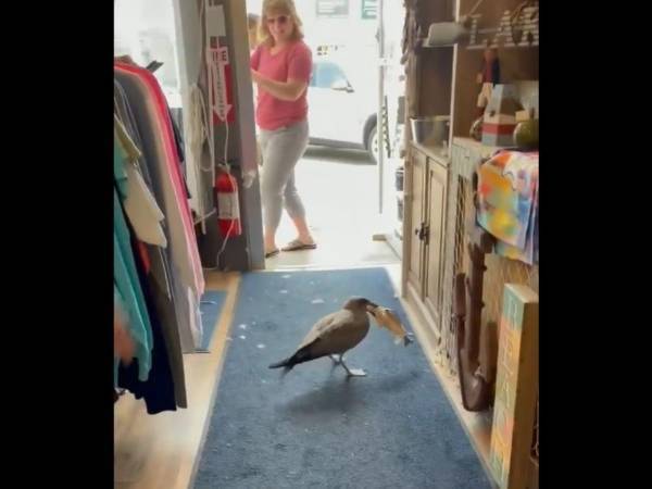 店員の目の前で商品を盗んだのは？　犯行の映像に爆笑！　「かわいい」