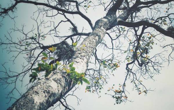 森羅万象とどうつながっていくか　本来持ち続けてきた『自然（じねん）』の感性を意識する