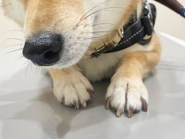 飼い主も脱力した、柴犬の姿　動物病院での様子を心配していたものの？