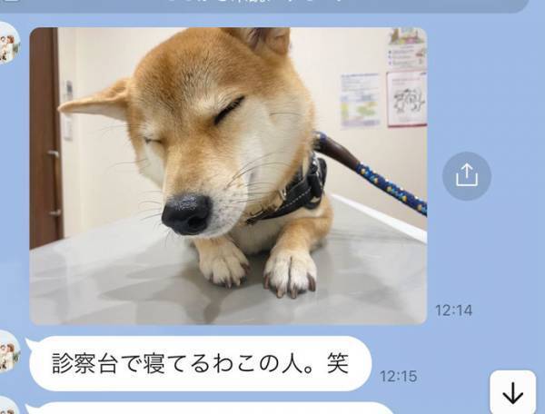 飼い主も脱力した、柴犬の姿　動物病院での様子を心配していたものの？