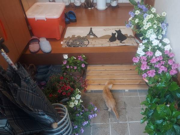 台風接近中、まさかの出会い！　我が物顔の『来客』を家に入れると？