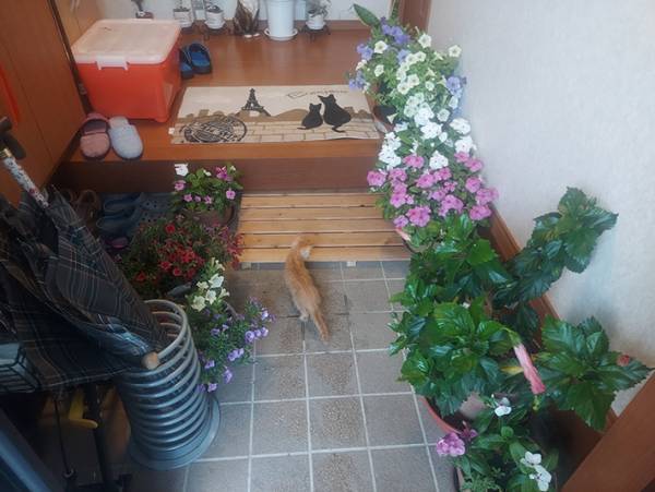 台風接近中、まさかの出会い！　我が物顔の『来客』を家に入れると？