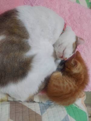 台風接近中、まさかの出会い！　我が物顔の『来客』を家に入れると？