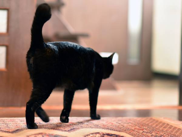 『限界な表情』の猫　心配で駆け寄ったら、怖い思いをすることに！