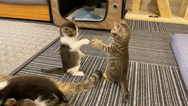 ジャンケンする子猫が話題に　「マジでやってる…」「かわいすぎ」