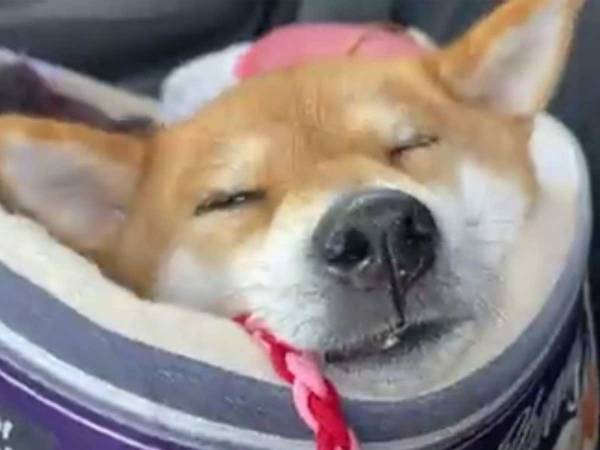 ドライブ中の柴犬が液体に…！？　映像にキュン死する人が続出
