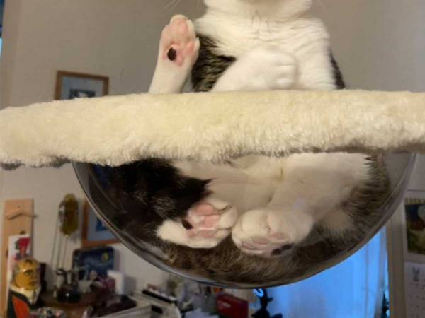 「これはすごい」「マジだ」　ご利益がありそうな猫がこちら