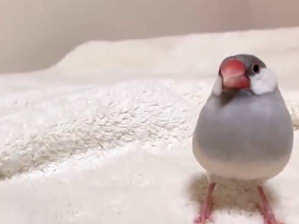 ベッド上でくつろぐ文鳥の様子を眺めていると？　７秒後の様子に「中毒性半端ない」