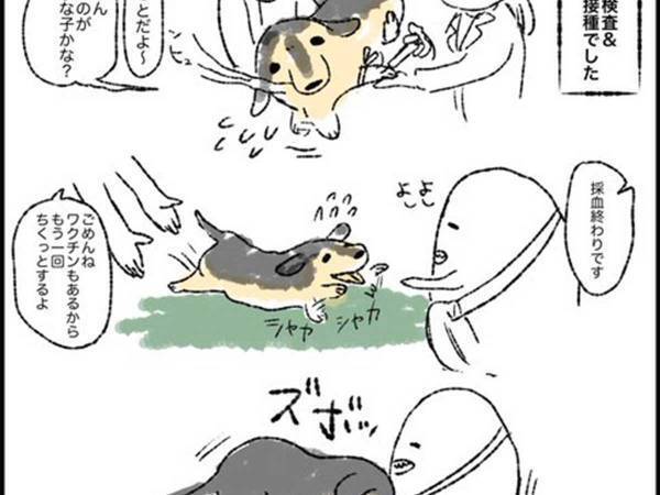 まさかのスタイルで注射をされる犬　「この方法があったか…」と飼い主から反響