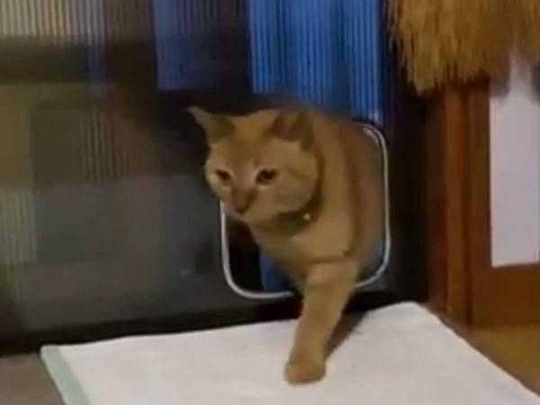 背中にチャック付いてない！？　猫ばなれした行動に「人間化してる」「衝撃」の声