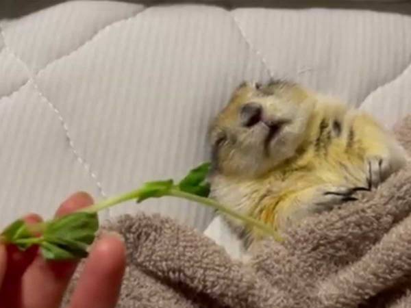 「ここ最近で一番癒された」　爆睡中のリスに豆苗を近付けると…？