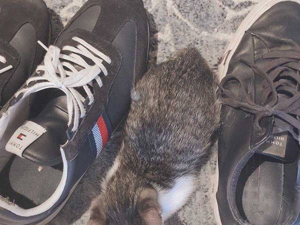 靴を兄弟と間違えてる！？　子猫のかわいすぎる不思議な行動に注目集まる