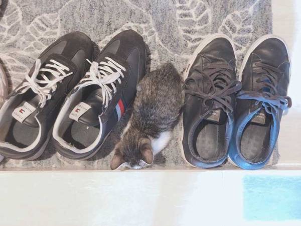 靴を兄弟と間違えてる！？　子猫のかわいすぎる不思議な行動に注目集まる
