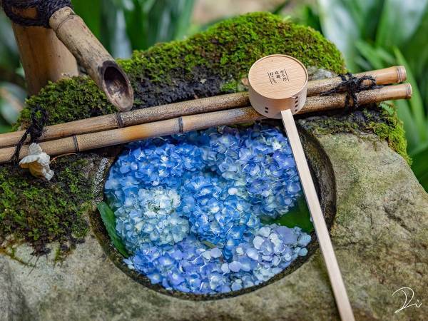 可愛い！９０００件以上の『いいね』がついた手水舎の紫陽花