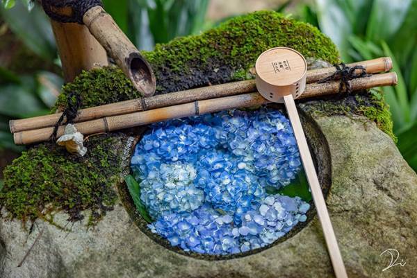 可愛い！９０００件以上の『いいね』がついた手水舎の紫陽花