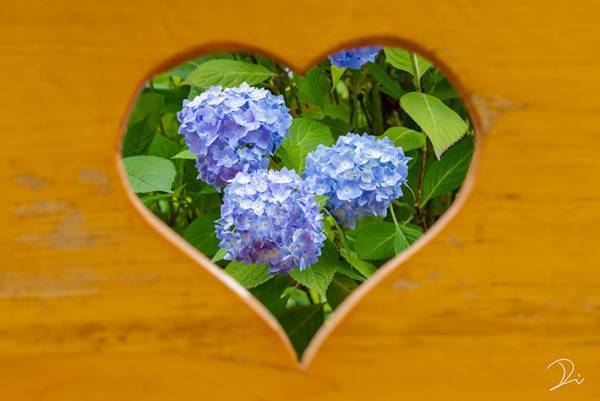 可愛い！９０００件以上の『いいね』がついた手水舎の紫陽花