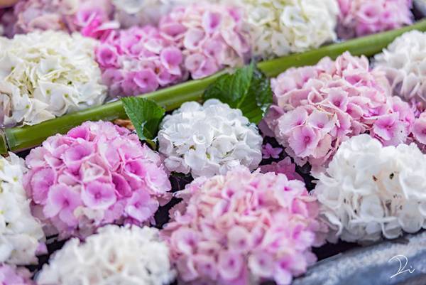 可愛い！９０００件以上の『いいね』がついた手水舎の紫陽花