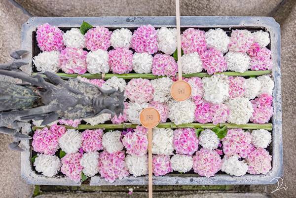 可愛い！９０００件以上の『いいね』がついた手水舎の紫陽花