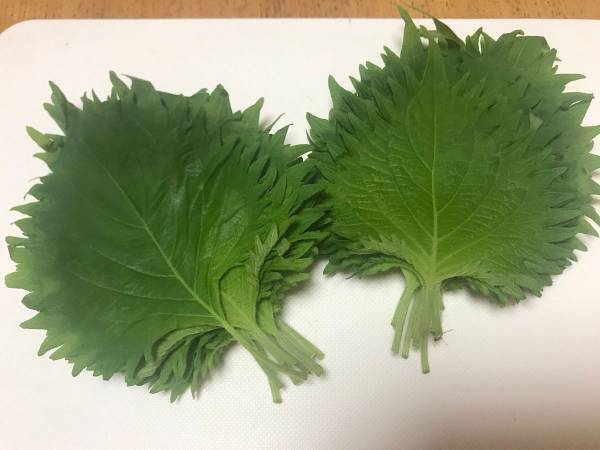 これならシナシナにならない！大葉の保存方法とは？