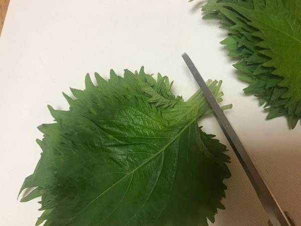 これならシナシナにならない！大葉の保存方法とは？