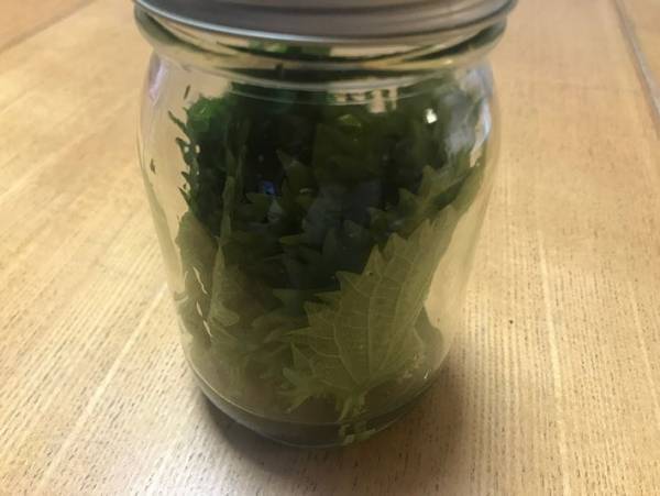 これならシナシナにならない！大葉の保存方法とは？