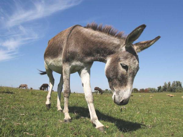 見ているこっちが嬉しくなる！　大好きなおもちゃをもらったロバの反応が？