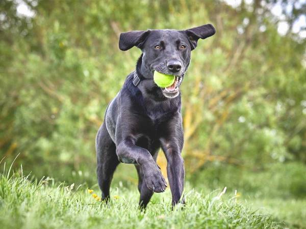 違う、そうじゃない　自動でボールを投げるおもちゃで遊んでいる犬が？