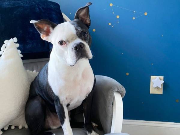 「よくやった！」　寝ている赤ちゃんを起こそうとした犬が褒められた理由は？