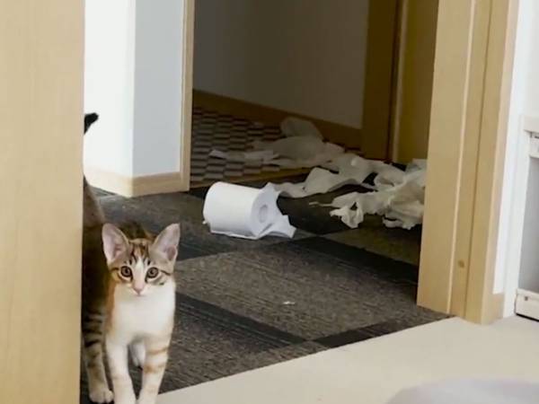 部屋を散らかした子猫が？　注意するはずの飼い主も「面白すぎてありがとう」