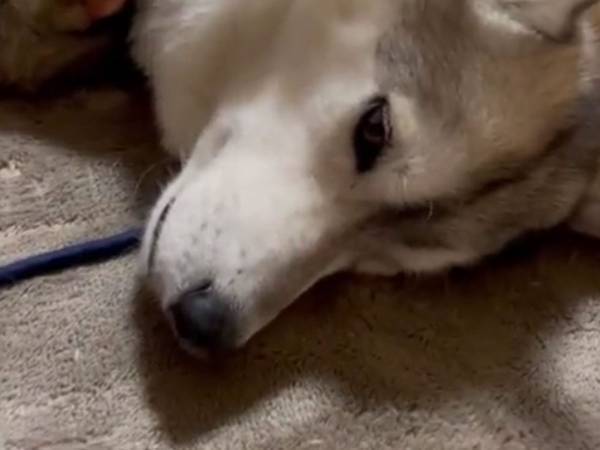 種族を超えた『愛』に反響　シベリアンハスキーに寄り添っていたのは？