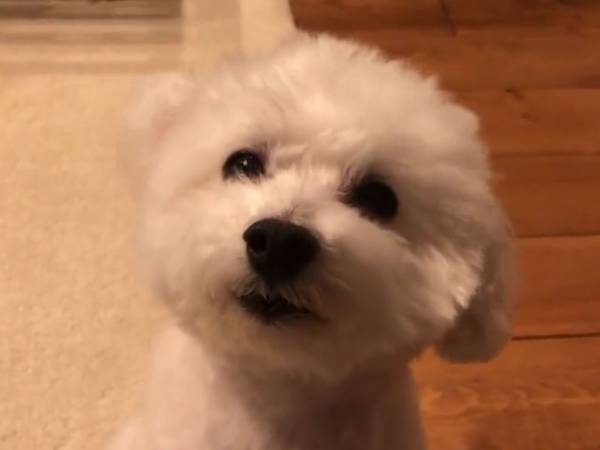 「寝ますよ～」と話しかけられた犬が？　見せた反応に「賢い！」